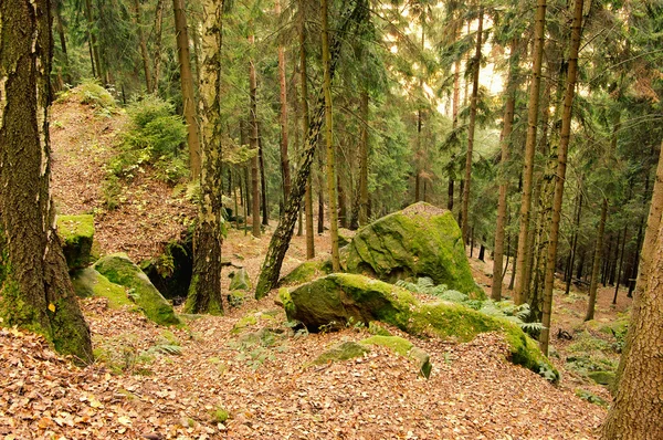 Пісковиковий камінь у лісі 27 — стокове фото