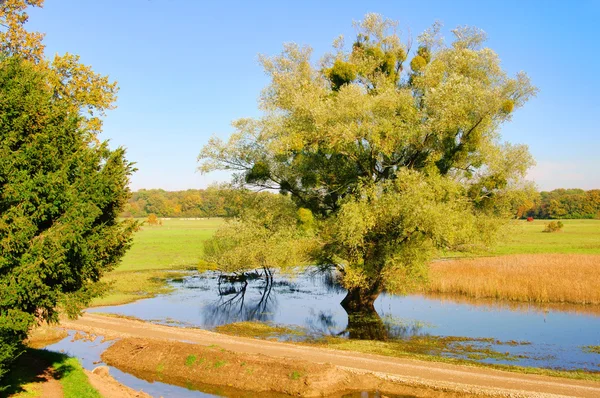 Engelska grund av woerlitz pilträd 02 — Stockfoto