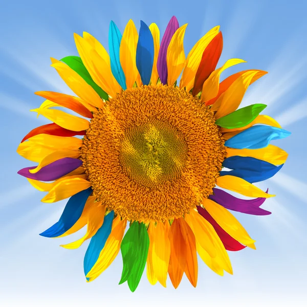 Girassol com pétalas multicoloridas — Fotografia de Stock