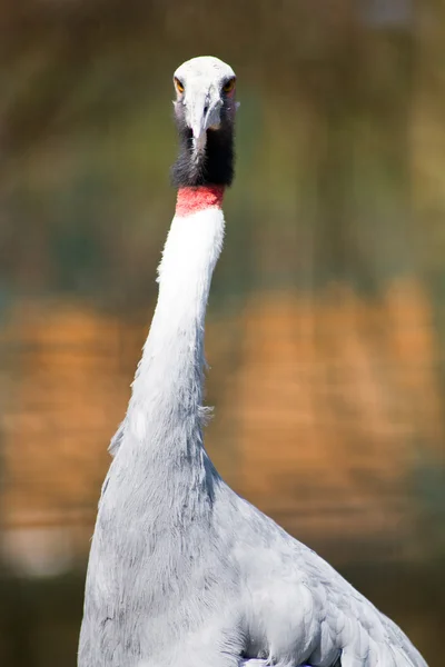 Portrait of a Sarus Crane — Stock Photo, Image