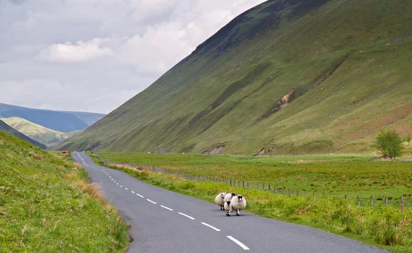 stock image Sheep on an evening walk