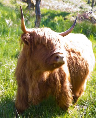 Yayla inek boğa portresi