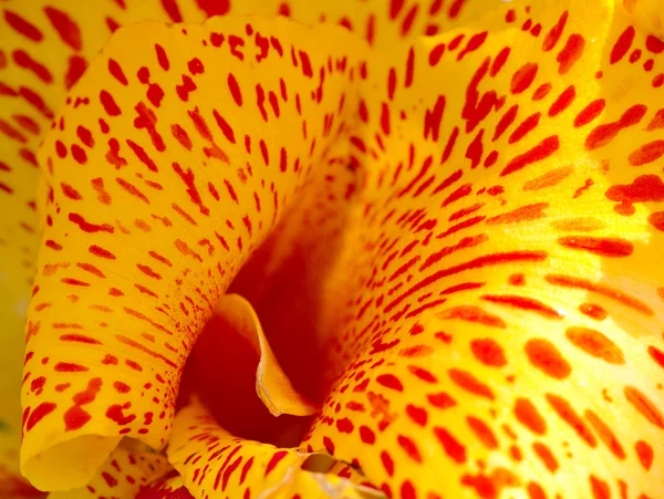 stock image Macro of a yellow orchid