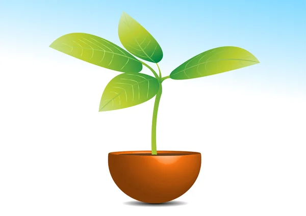 stock image Plant in a pot