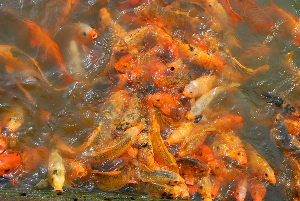 Goldfishes in lake — Stock Photo, Image