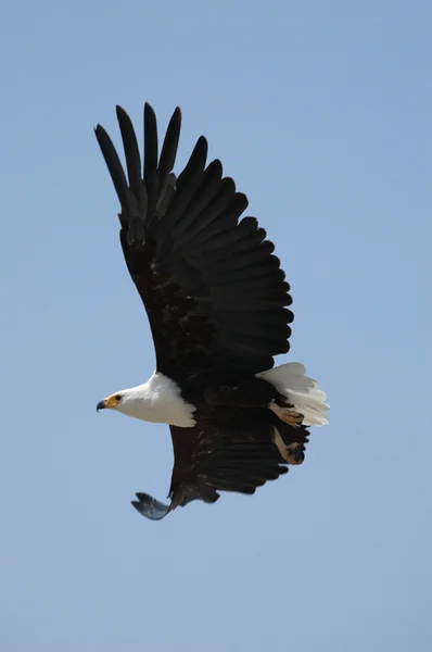 Eagle in the sky — Stock Photo, Image