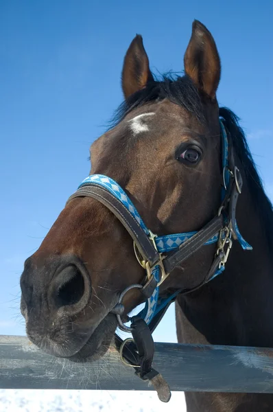 stock image Head of a horse