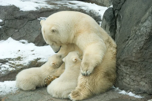 Τρεις Αρκτική αρκούδα — Φωτογραφία Αρχείου