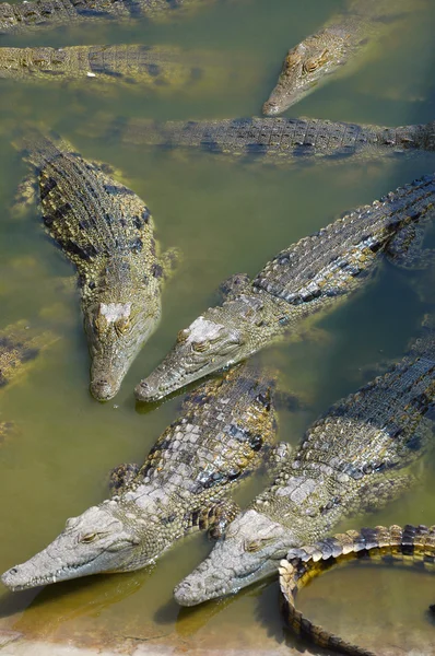 Крокодили Стокове Зображення