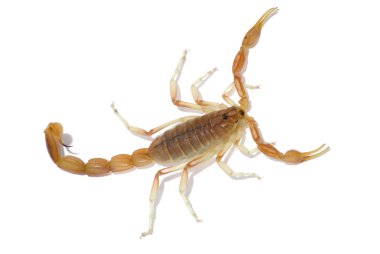 Scorpion clipart