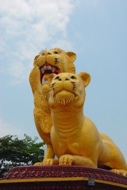 iki aslan