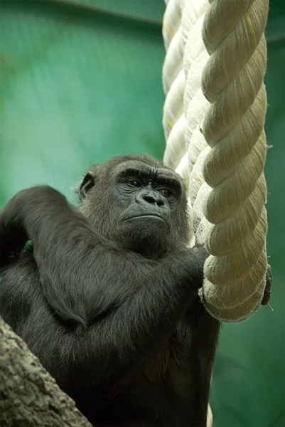 Gorilla and tightrope — Stock Photo, Image