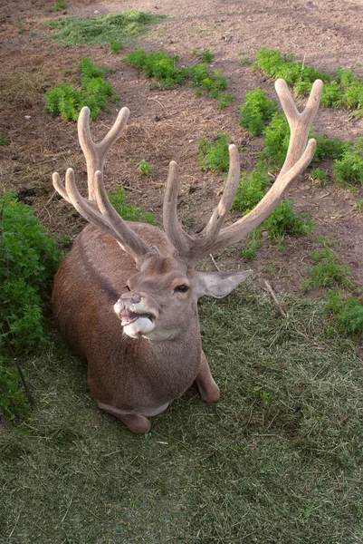 The Deer. — Stock Photo, Image