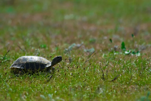 stock image The Turtle