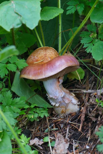 Лесной гриб . — стоковое фото
