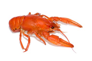 Boiled crayfish clipart