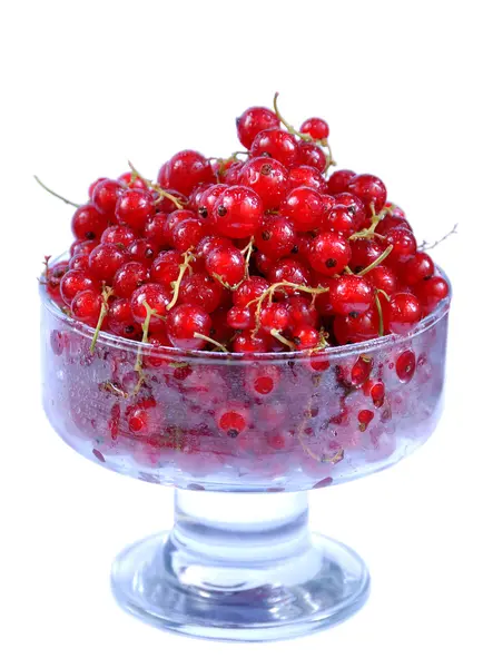 stock image Red currant