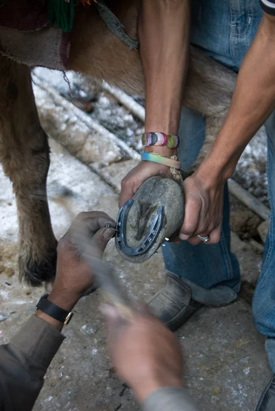 Muleteers terra um cavalo — Fotografia de Stock