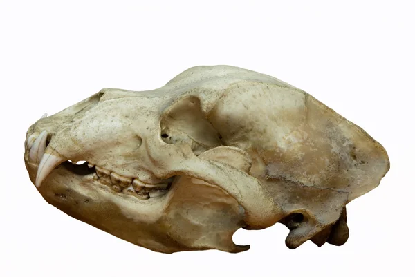 stock image Skull of a bear