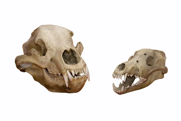 stock image Skull of a bear and wolf