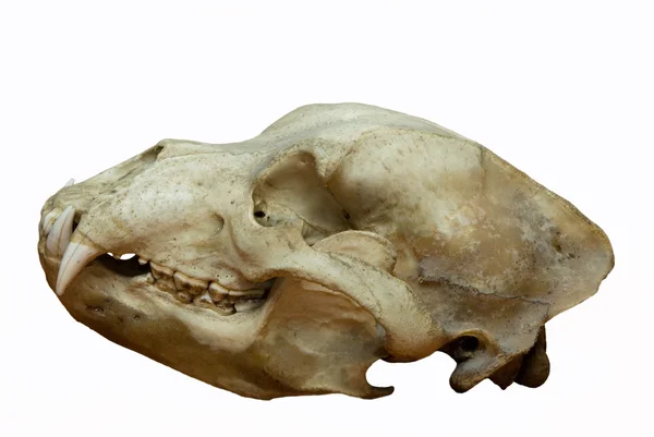 곰의 두개골 스톡 사진