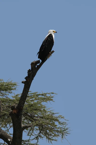 Eagle on green tree — Stock Photo, Image