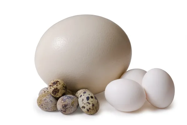 Egg of the ostrich — Stock Photo, Image