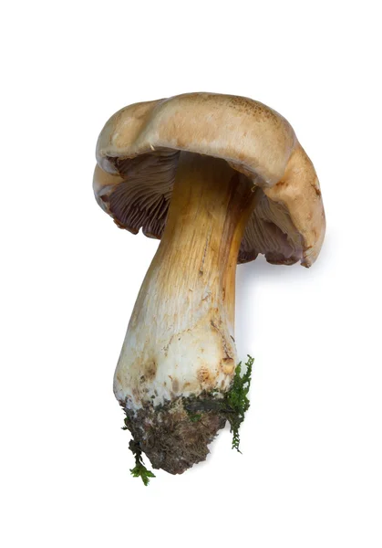 stock image Fresh mushrooms