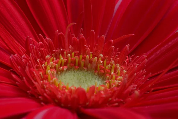 Flor vermelha fechar — Fotografia de Stock