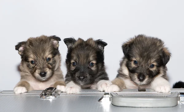 stock image Three small puppies