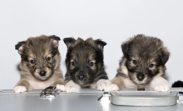 Drie kleine pups Stockafbeelding
