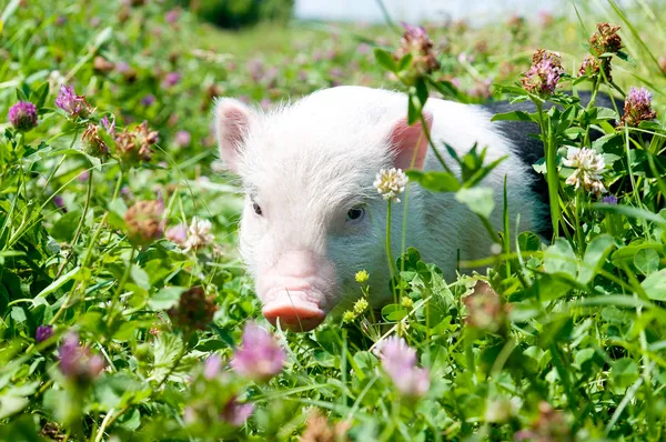 Вьетнамская свинья, ест траву в солнечный день, молодая свинья — стоковое фото