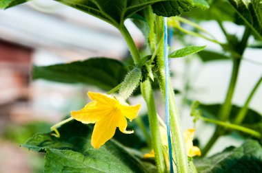 Young cucumber growing in the greenhouse clipart