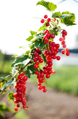 Ripe currants on branch clipart