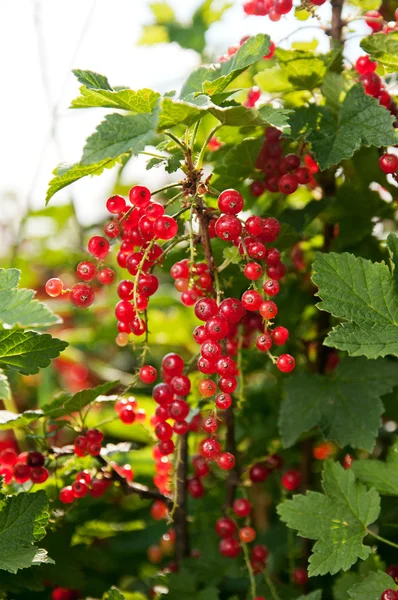 Ripe currants on branch — Stock Photo, Image
