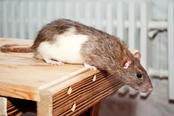 Крыса пытается спрыгнуть со стула — стоковое фото