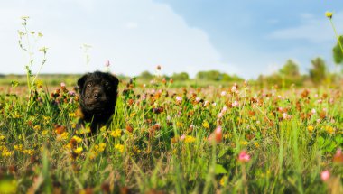 köpek oturur