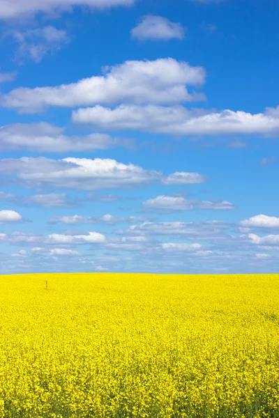 stock image Yellow field rapeseed in bloom