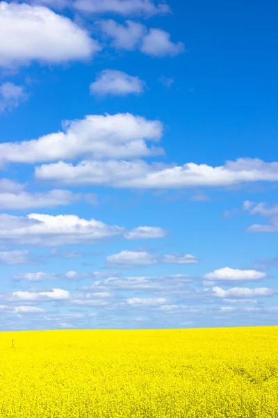 Stock image Yellow field rapeseed in bloom