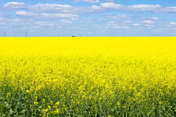 stock image Yellow field rapeseed in bloom