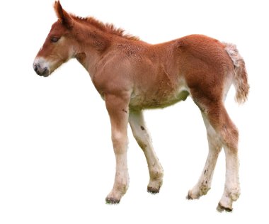 Colt in the ground clipart