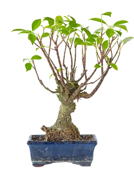 stock image Bonsai