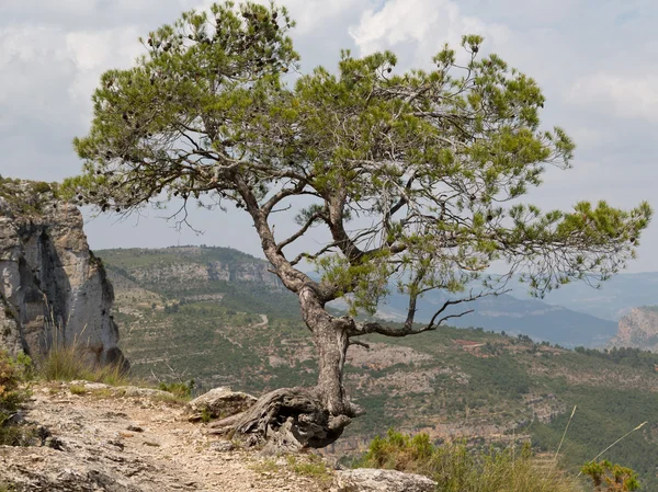 崖の上の松の木 — ストック写真