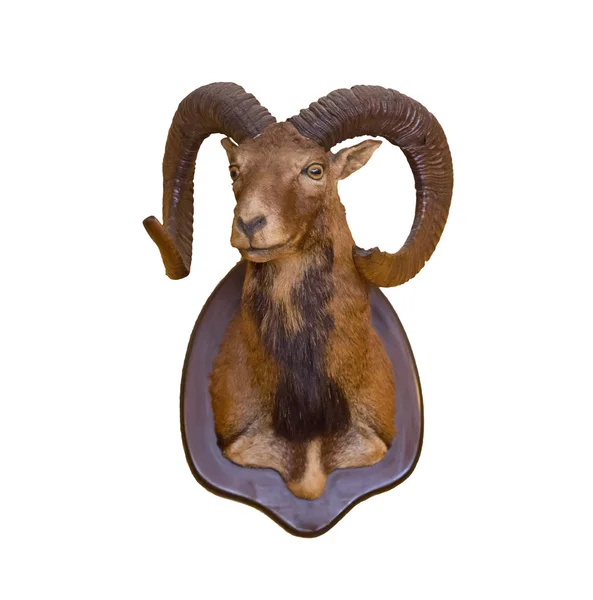 Goat on wall — Stock Photo, Image