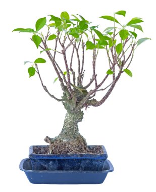 Bonsai