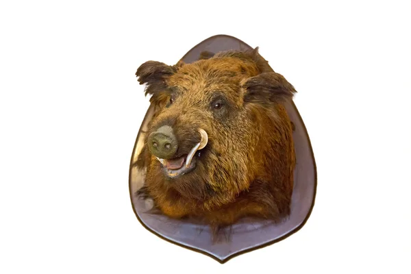 Wild boar head on wall — Stock Photo, Image