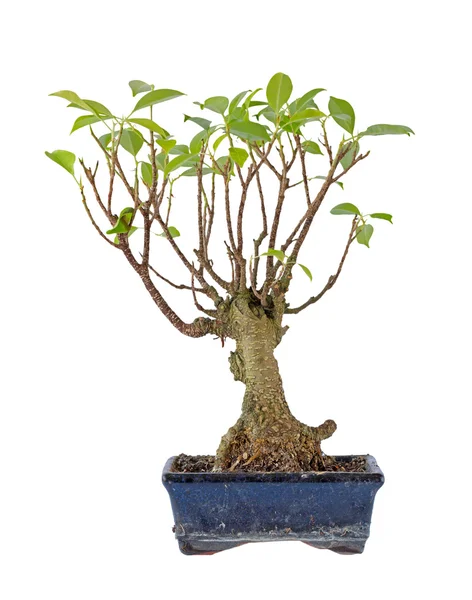 stock image Bonsai