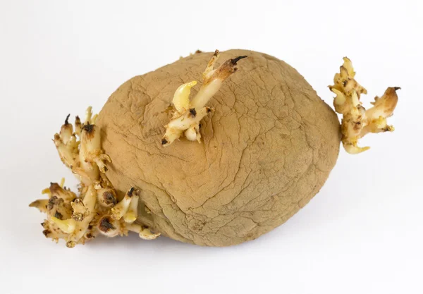Сирі картопляні — стокове фото