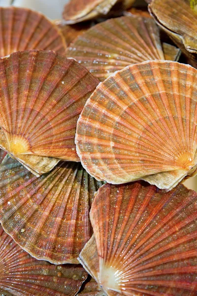 stock image Scallop background