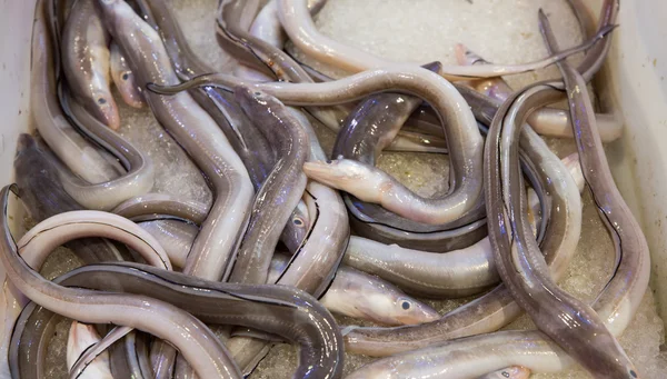 Fondo de anguila —  Fotos de Stock